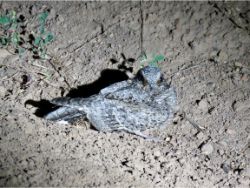 Common Poorwill